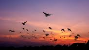 Bird UNIONのバナー
