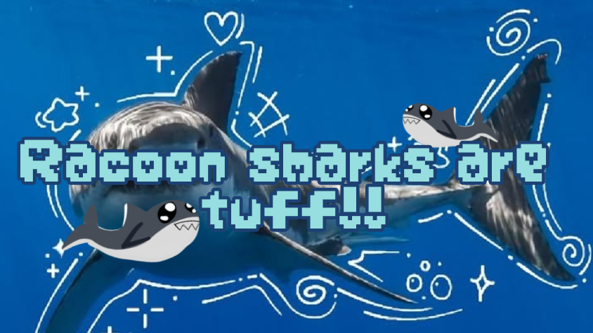 Raccoon sharks are fire