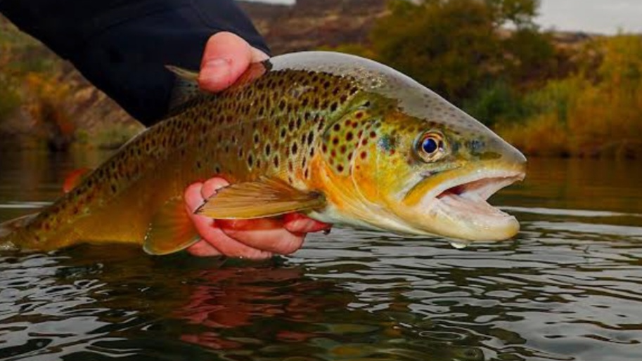 I love fishing