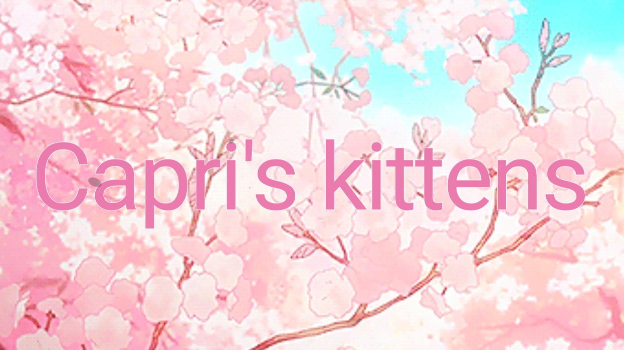 Capri's kittens