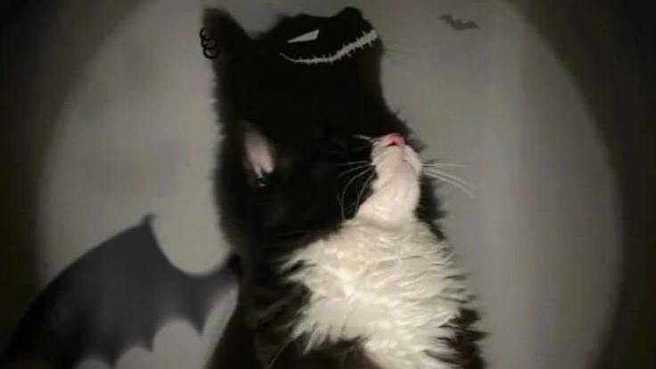 Rey's Kitsのバナー