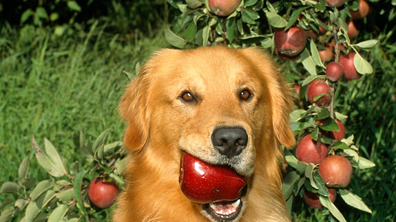 Apple Bandits