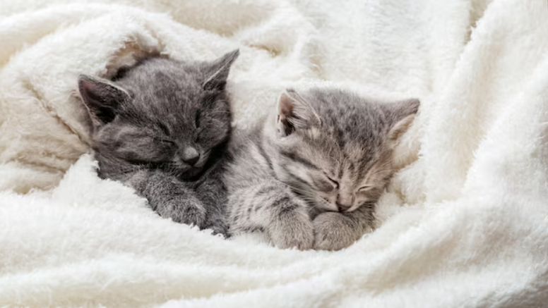 Cuddle Partyのバナー