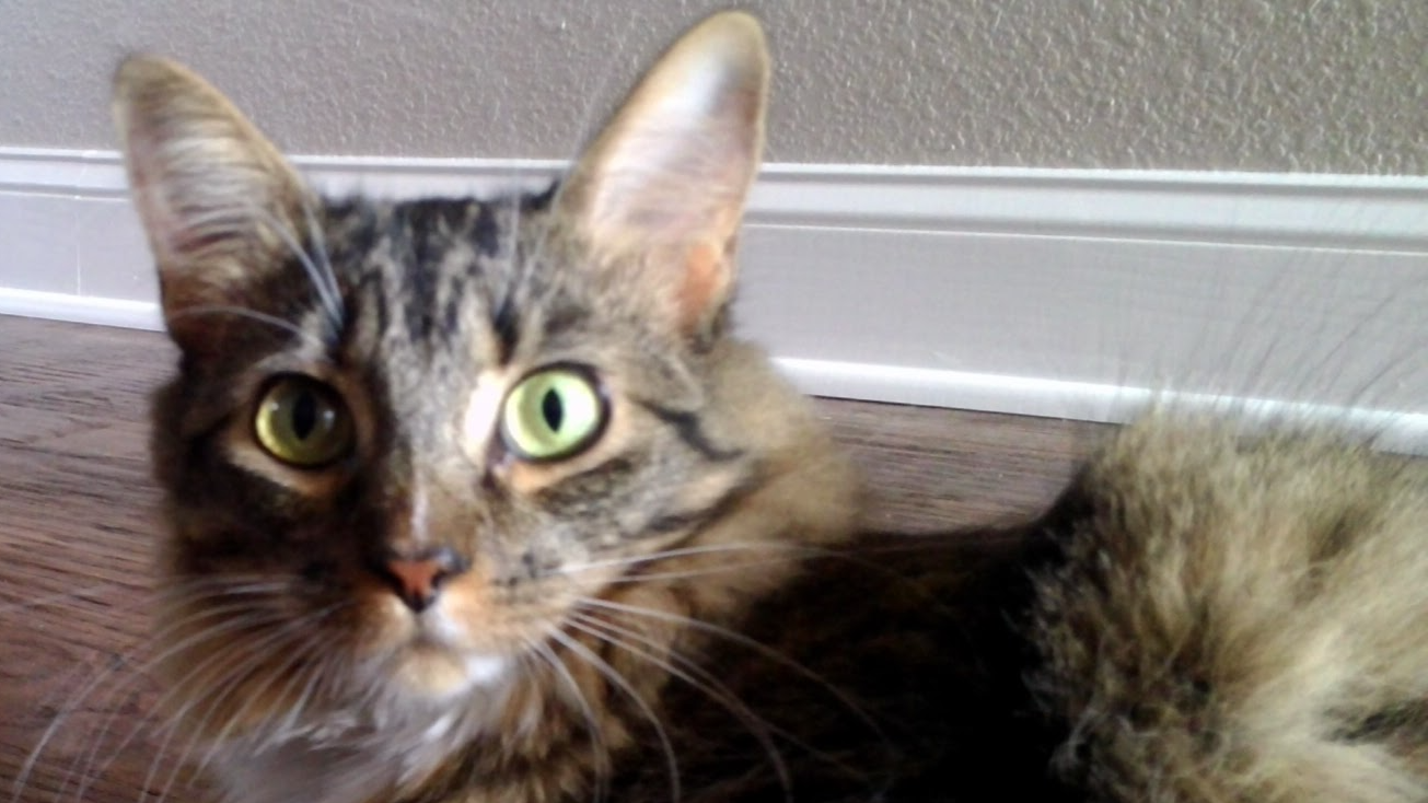 Sugar the Catのバナー