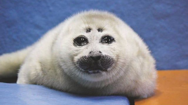 Niko ᵗʰᵉ Seal Societyのバナー