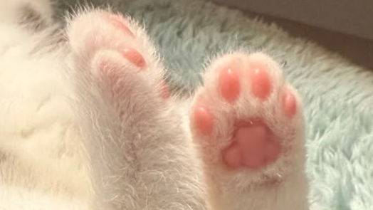 KittyCatsのバナー