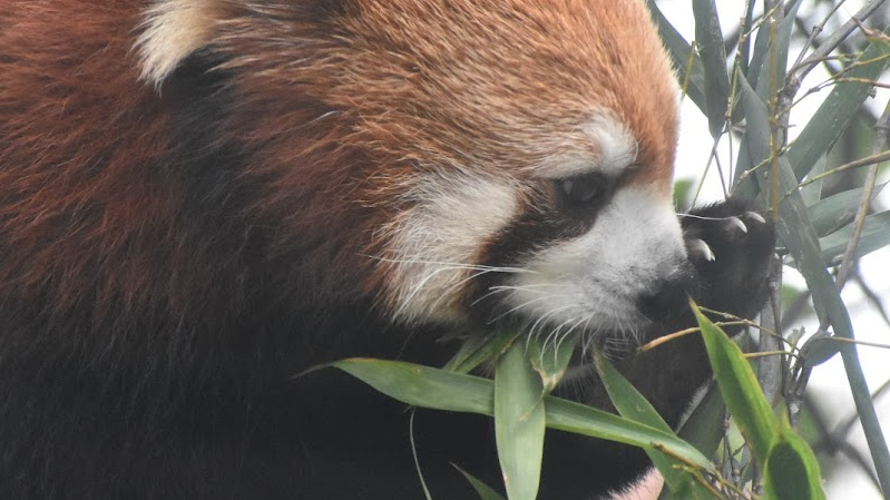 Pandaのバナー
