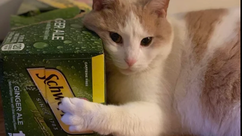ginger ale gremlinのバナー