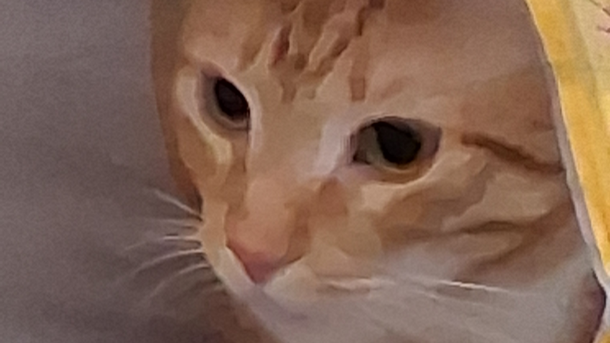 cheddar the cat2のバナー