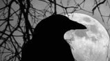 bird familyのバナー
