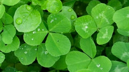 Cloverrbed