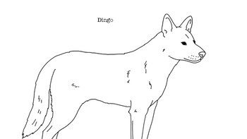 Dingo