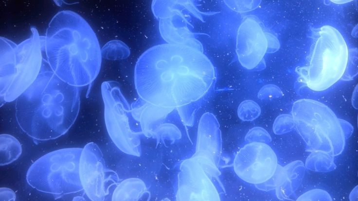 Jellyfish Kingdomのバナー
