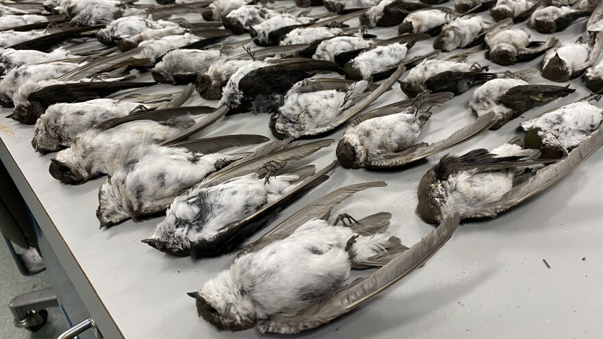Ｅｘｔｅｒｍｉｎａｔｅ ａｌｌ Ｂｉｒｄｓ