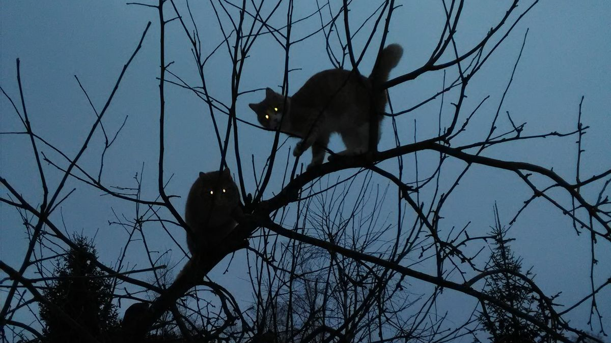 Midnight Critters