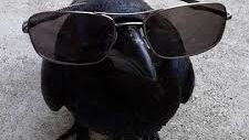 Crowsのバナー