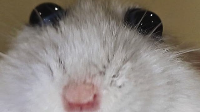 Rat consumersのバナー