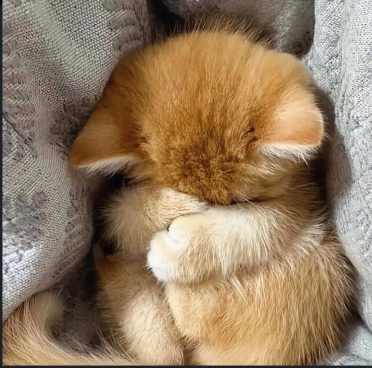 meowのバナー