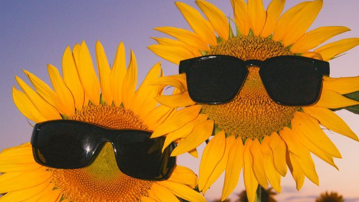Les Tournesolsのバナー