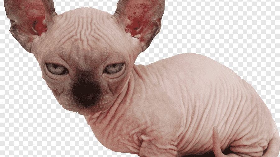 Naked Cat Gangのバナー