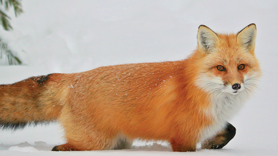 Verified Fox