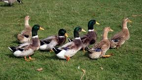 Duck gang