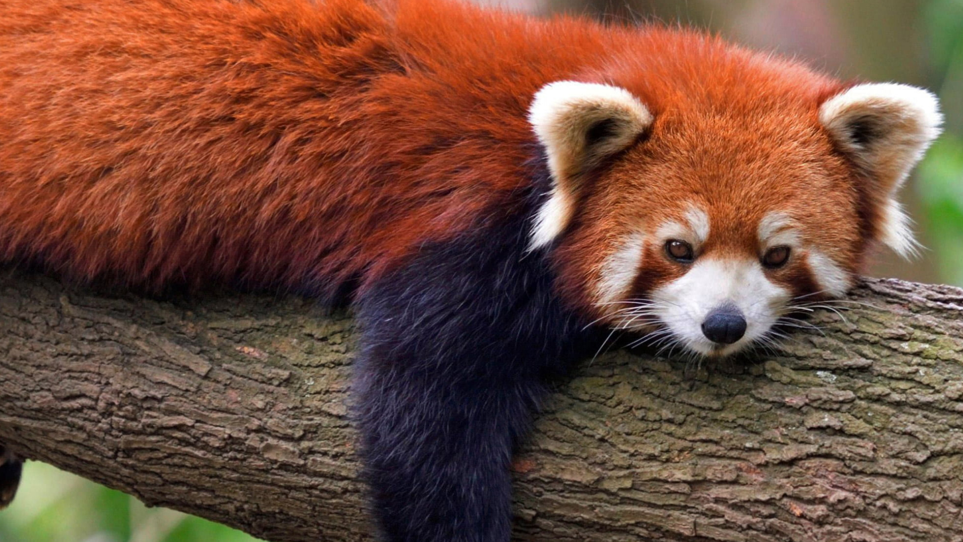 Red Panda