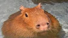 Capybara