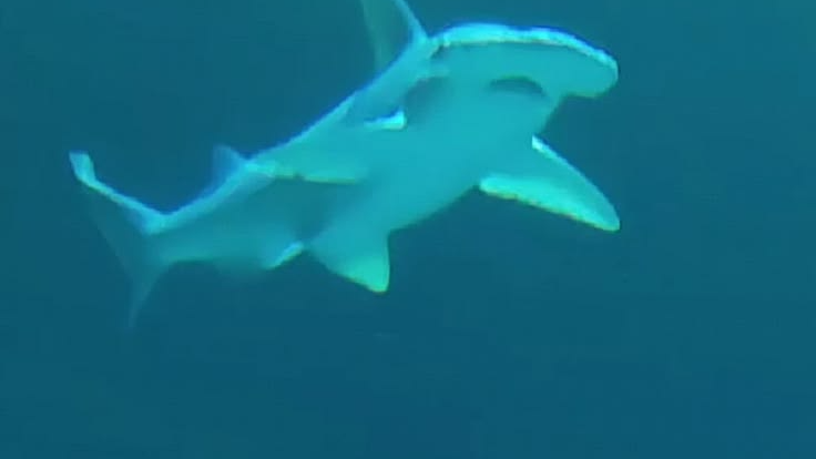 Sharkieのバナー
