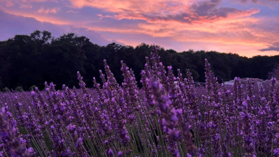 Lavender Cafe