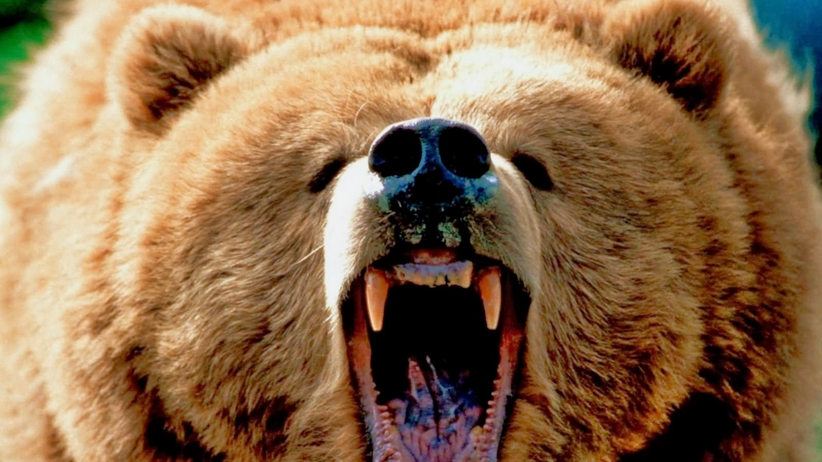 Bear Denのバナー