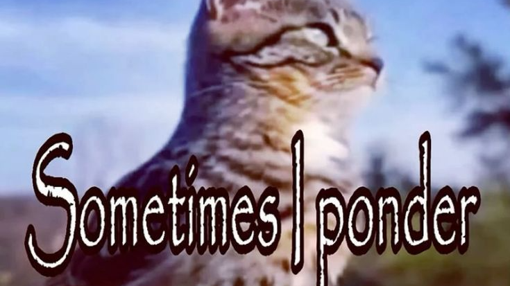 Sometimes I Ponderのバナー