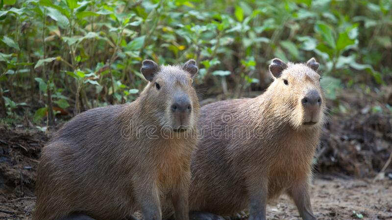 The Capybaras