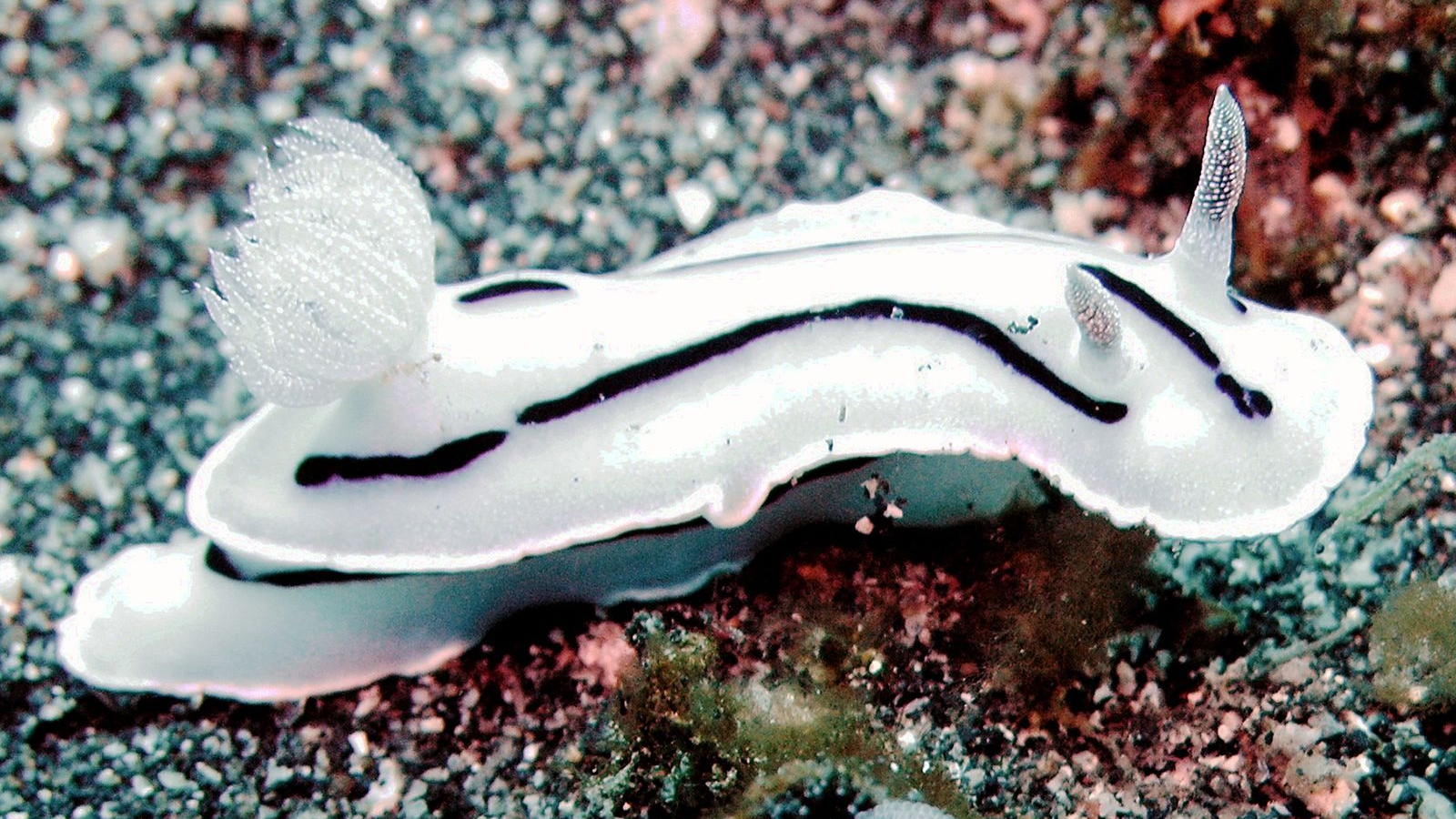 Nudibranch