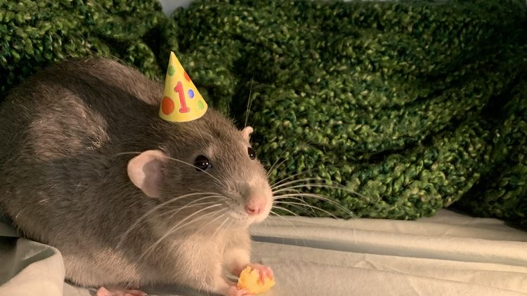 Thy rat
