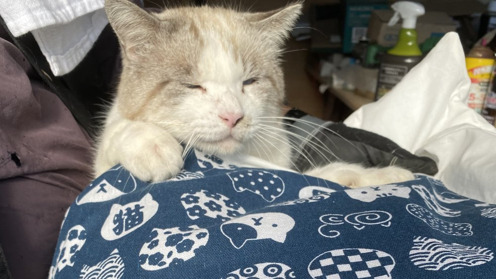 ねこさんだいすき！のバナー