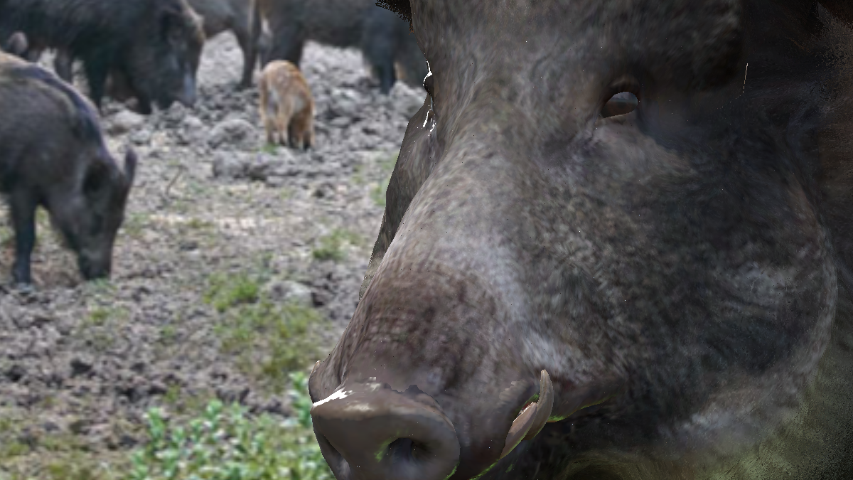 Feral Hogのバナー