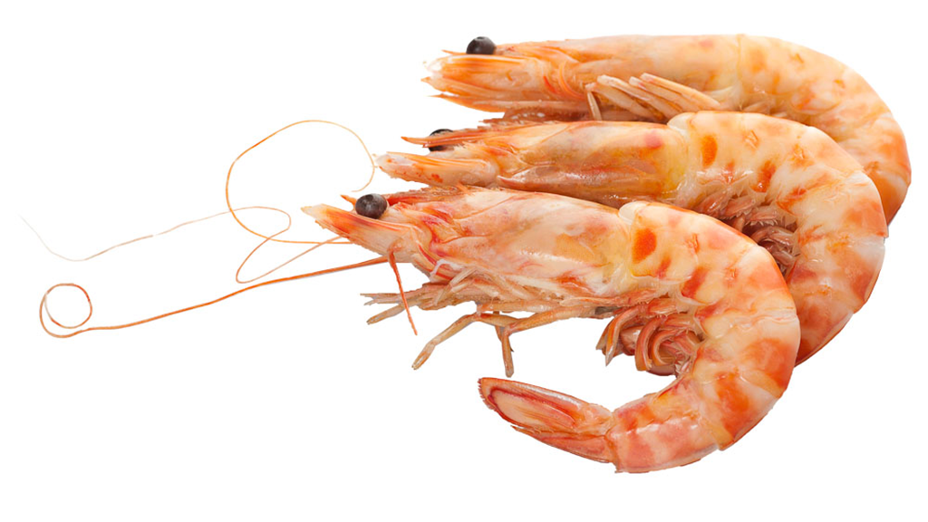 Pimp Shrimpin