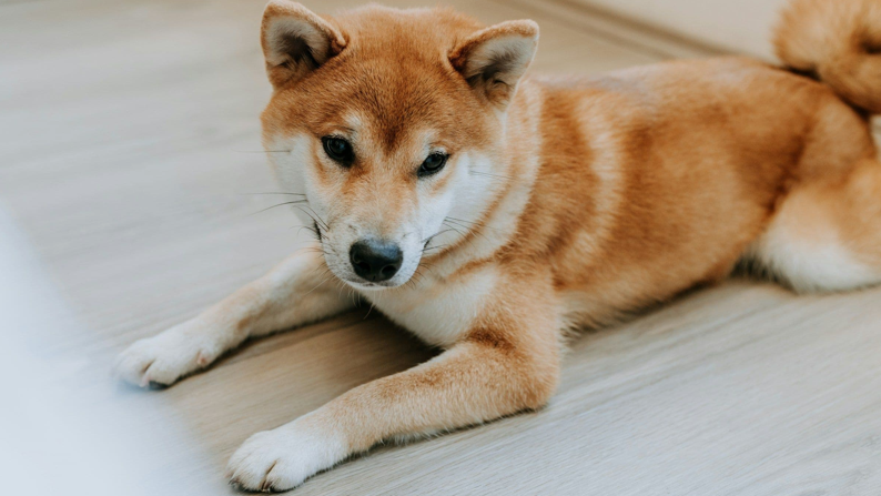 D O G Eのバナー