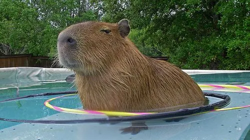 The Capybara Gangのバナー