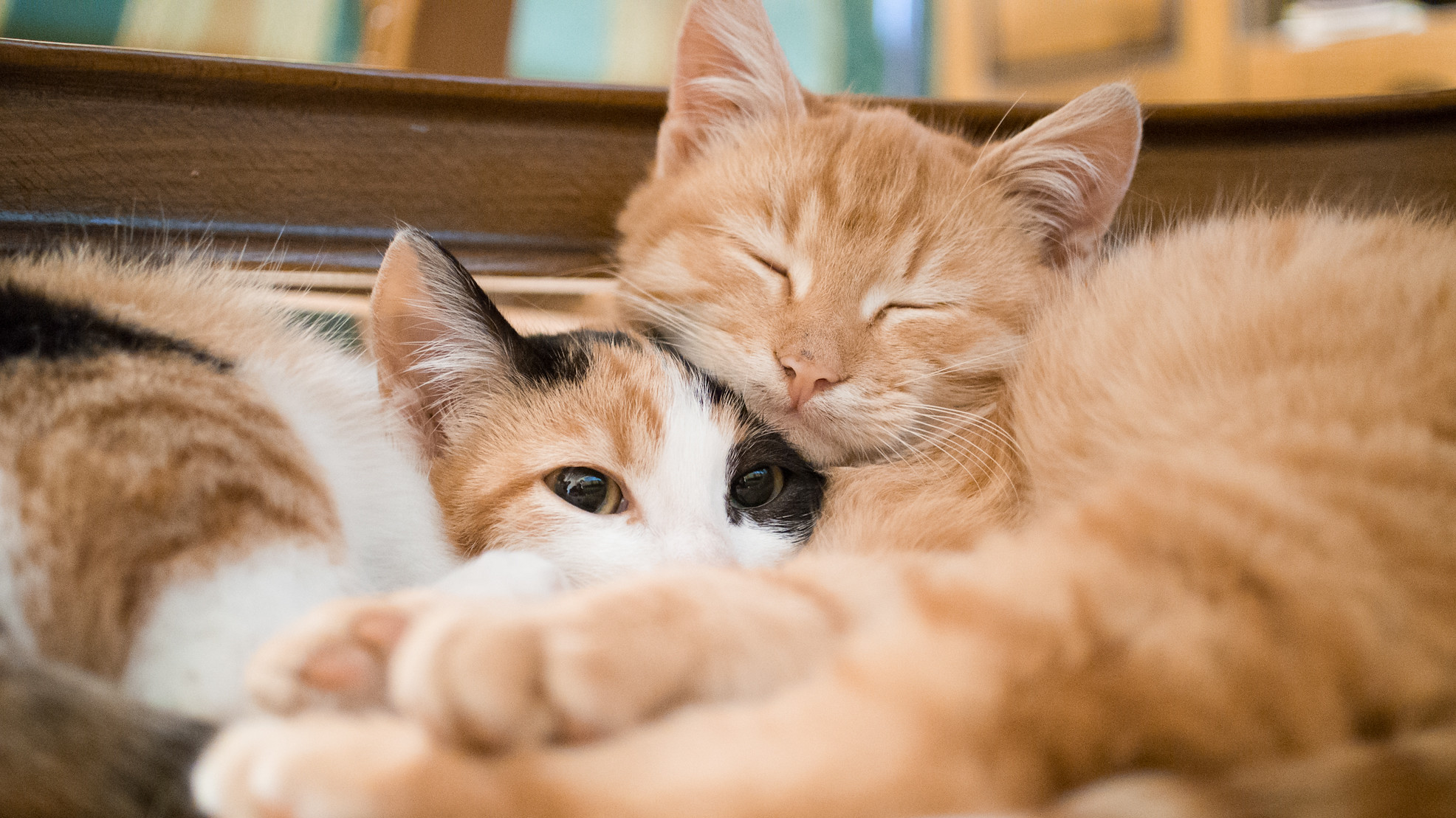 cAtPeOpLe