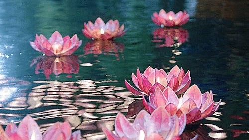 Lotus Gremlinsのバナー