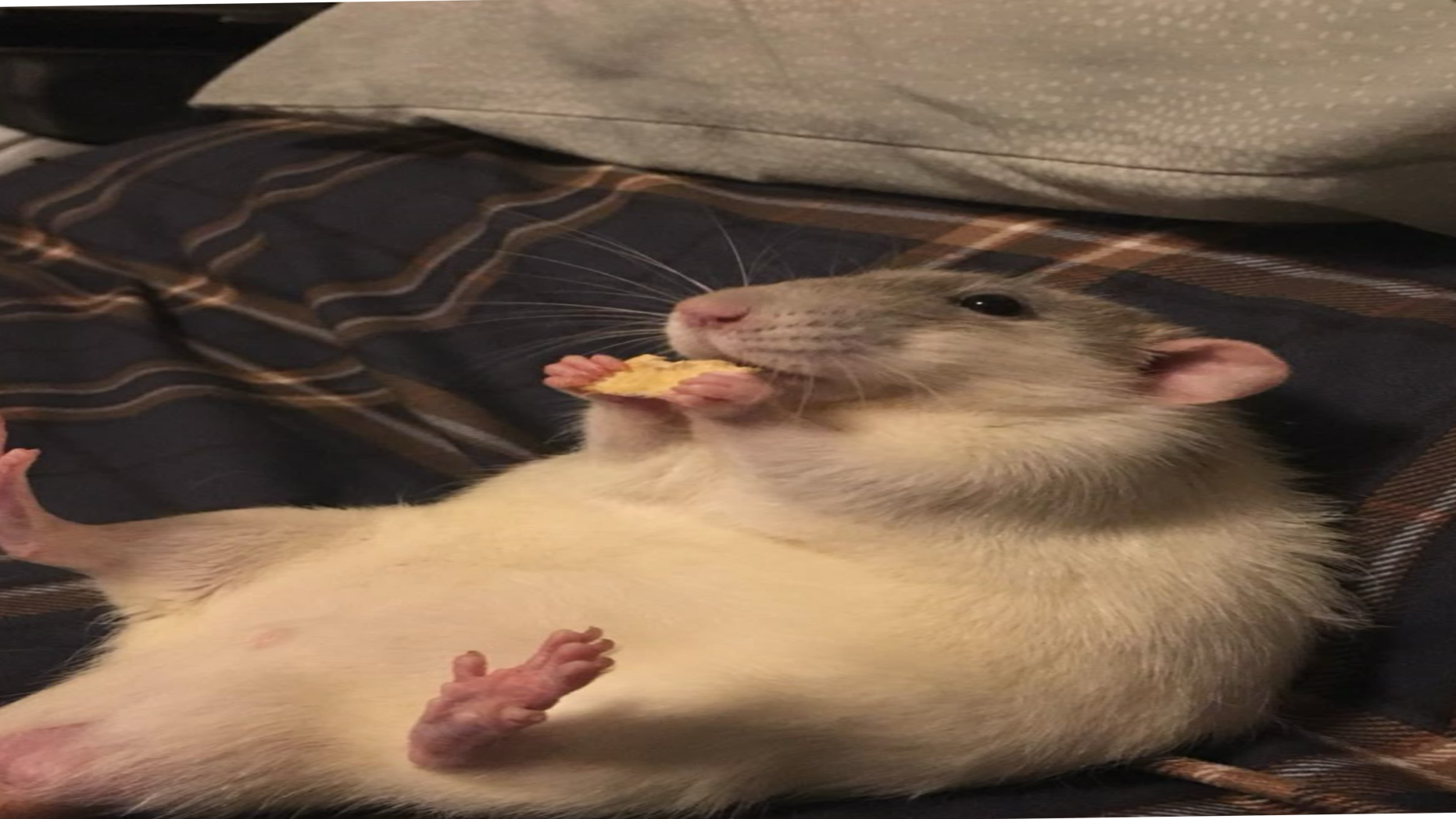 Fat ratsのバナー