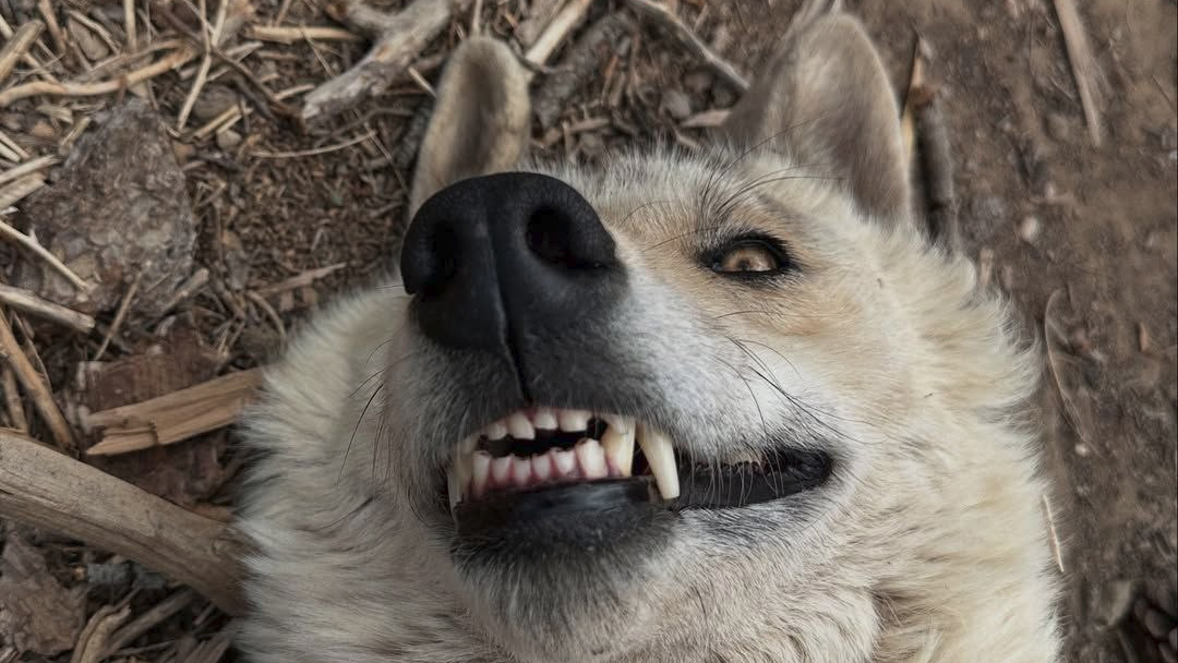 Stop Howling Alreadyのバナー
