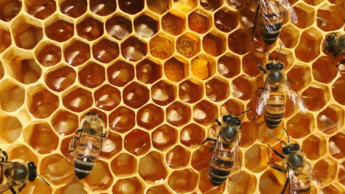 The Beehiveのバナー