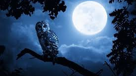 Nightowlplayers