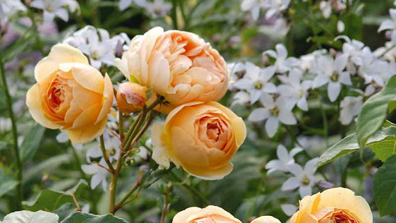 Unclear Rose Publics