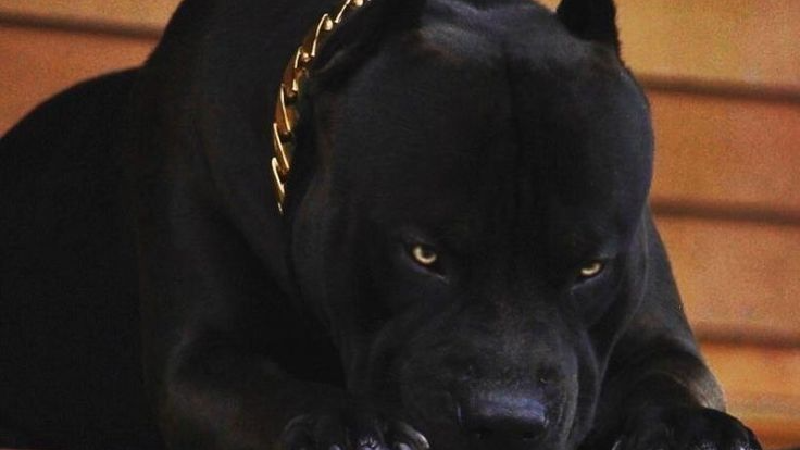 Cane Corso