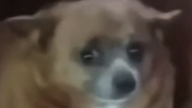 Sausage dog