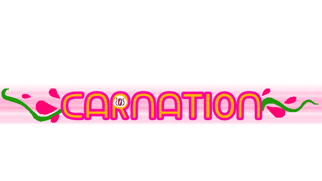 Carnation bannerのバナー